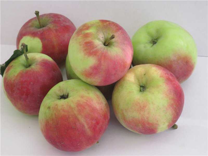 Сорт яблони бессемянка мичуринская