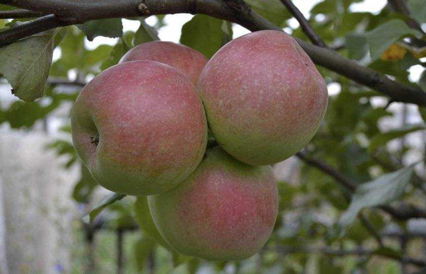 Яблоня бессемянка мичуринская: описание, фото, отзывы