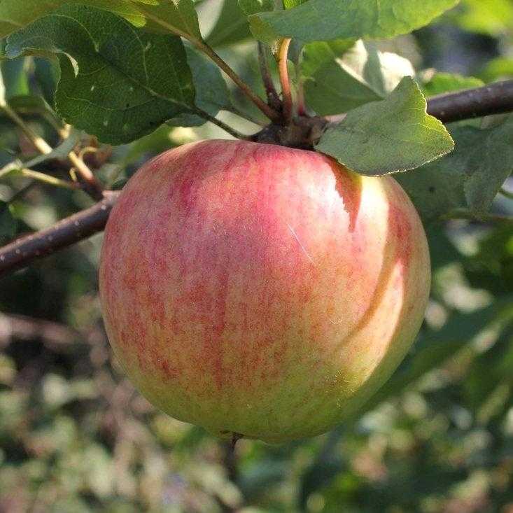 Описание и характеристики яблони сорта бессемянка мичуринская, регионы распространения и отзывы садоводов