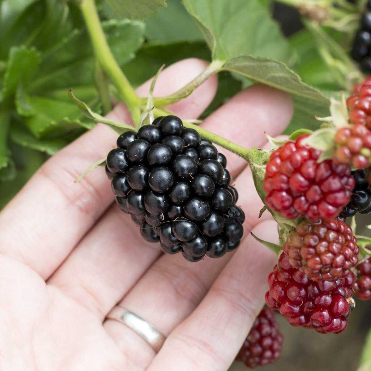 Ежевика садовая: посадка и уход, 5 золотых правил