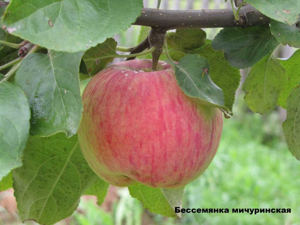 Яблоня бессемянка мичуринская: описание и характеристики сорта с фото