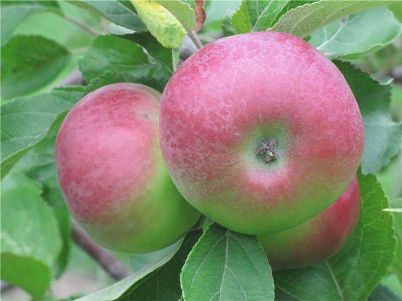 Мичуринские сорта яблок фото с описанием