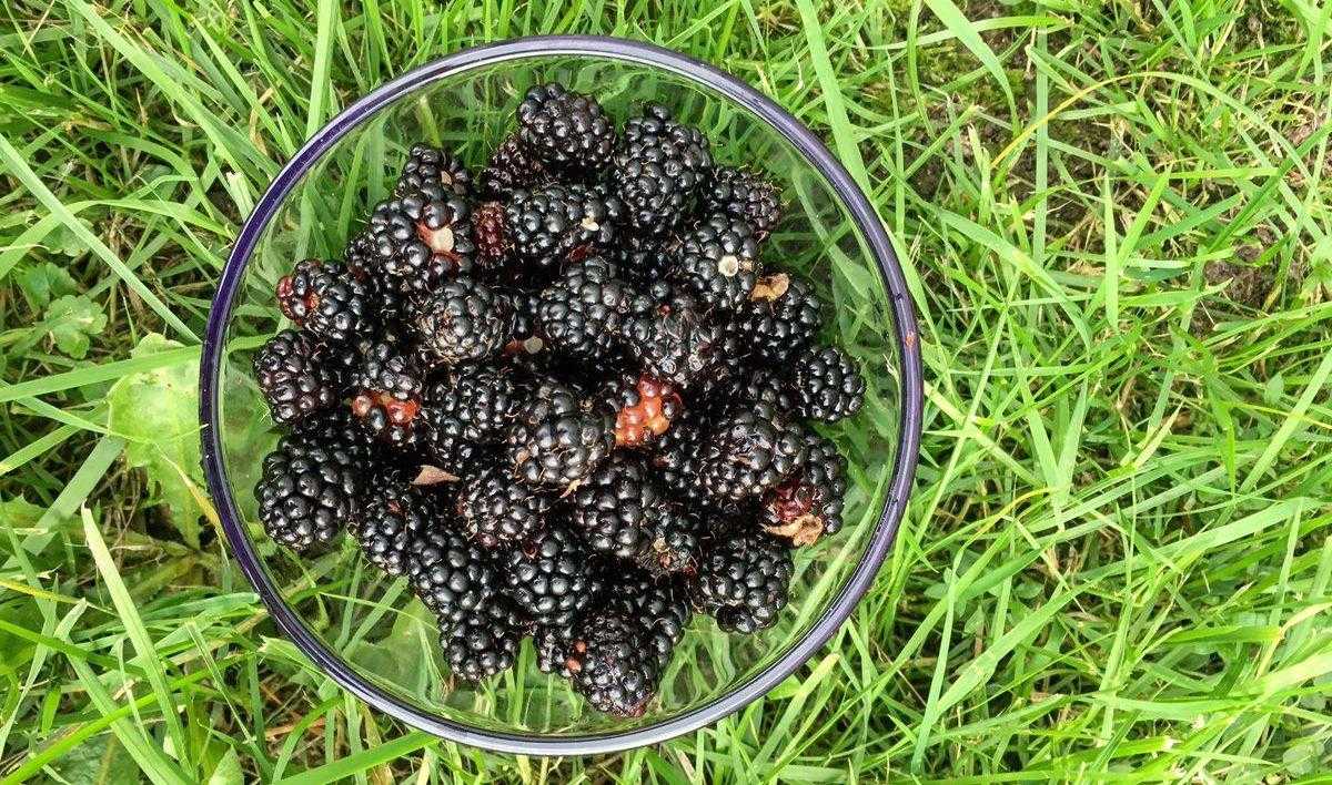 Описание сортов ежевики