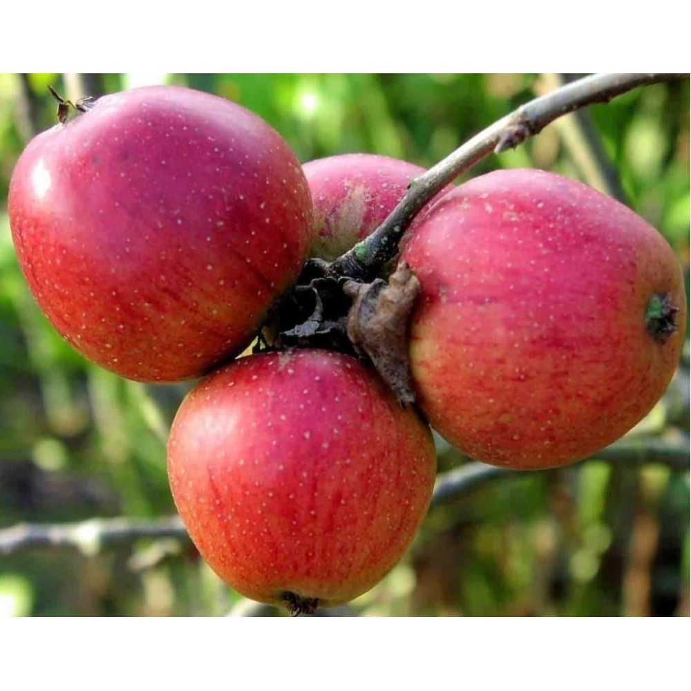 Яблоня бессемянка мичуринская: особенности сорта и ухода