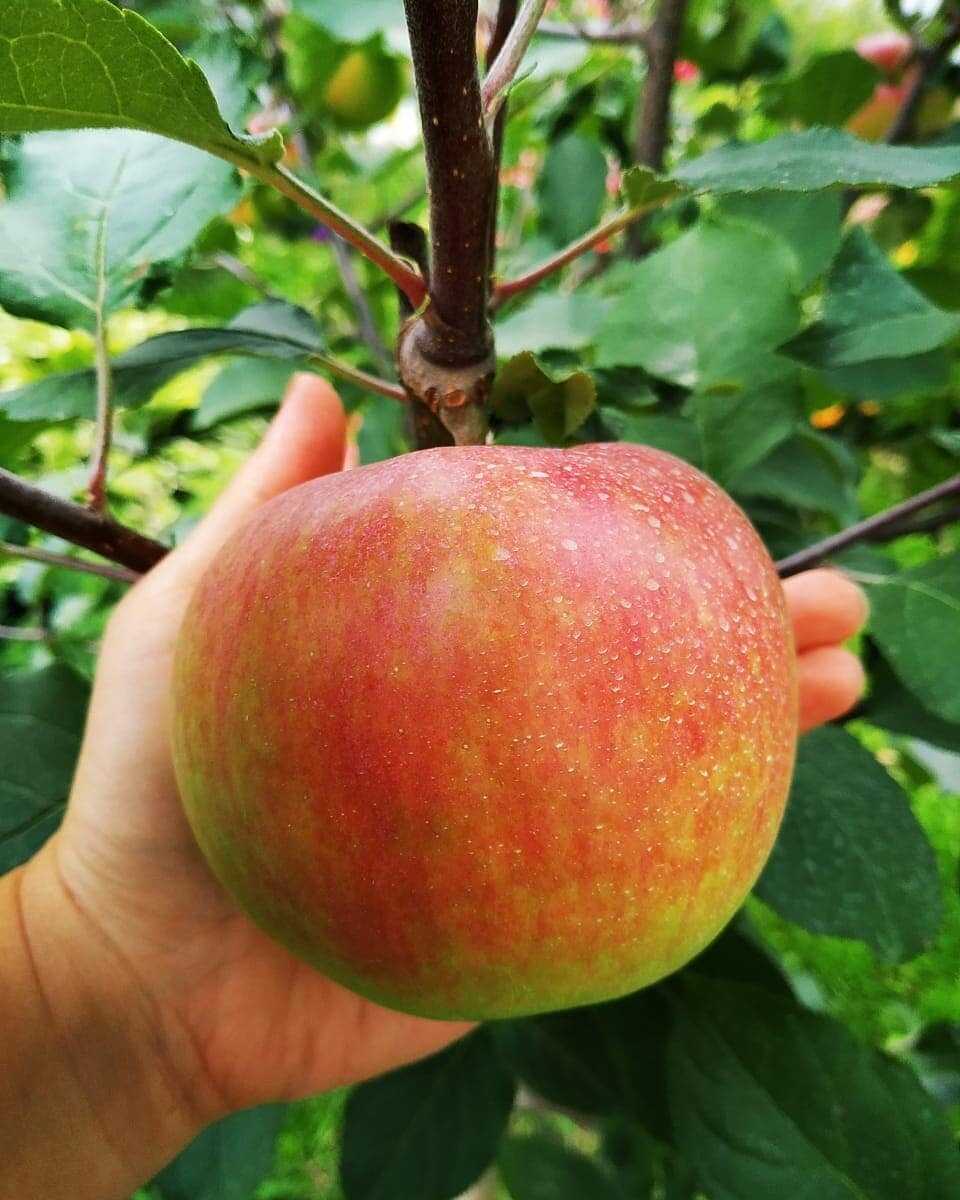 Урожайная яблоня бессемянка мичуринская