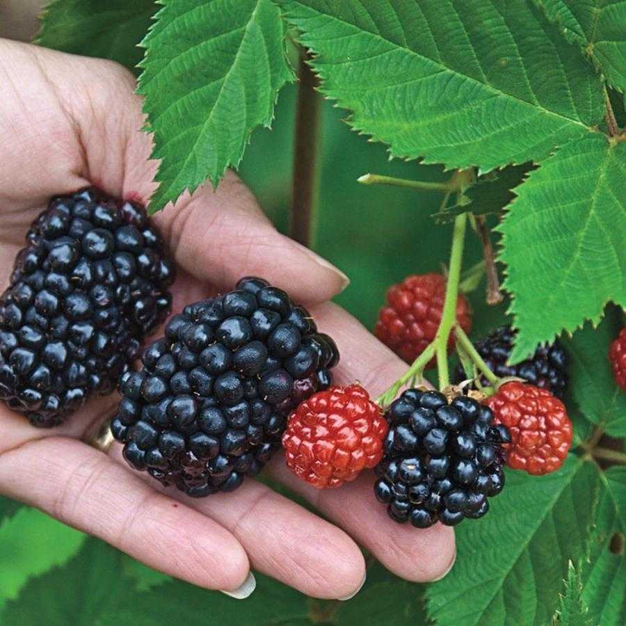 Ежевика для сибири: лучшие сорта, описание и фото, самые сладкие и вкусные, особенности выращивания