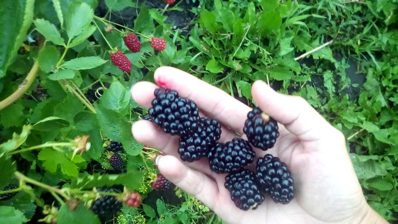 Ежевика – описание, посадка, уход, сорта