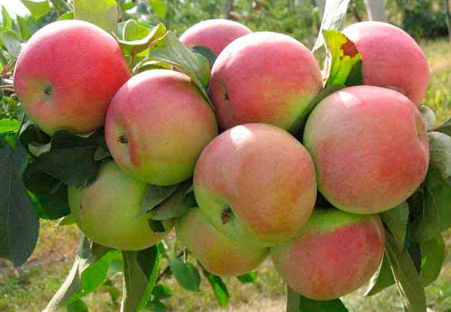 Сорт яблок бессемянка мичуринская