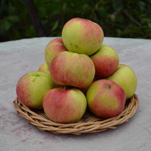 Яблоня бессемянка мичуринская описание сорта фото отзывы !