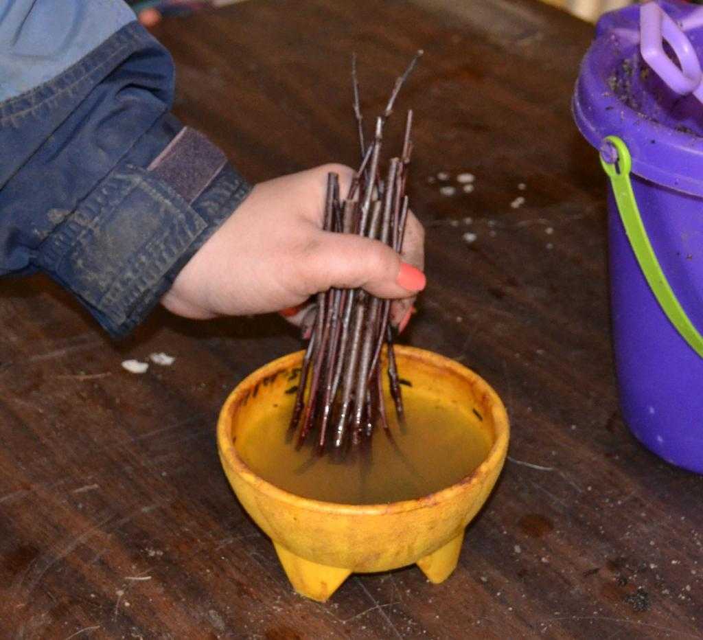 Руководство по черенкованию черешни летом: от выбора черенков до ухода за новым деревом