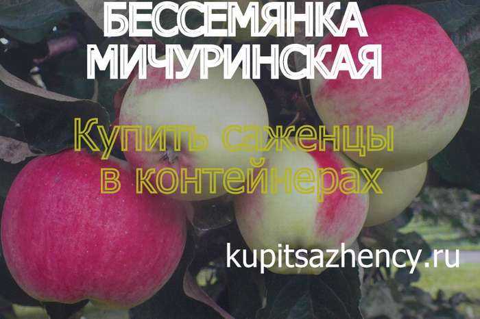 Яблоня бессемянка мичуринская: описание сорта, фото, посадка и отзывы