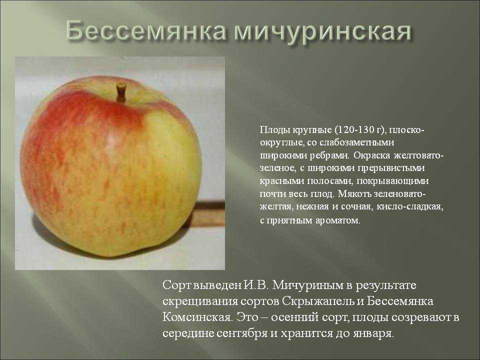 Яблоня бессемянка мичуринская: описание сорта, уход, фото и отзывы