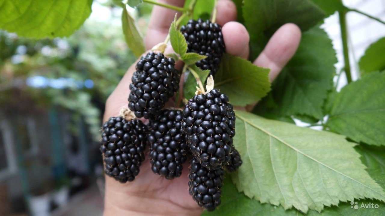 Описание сорта ежевики «торнлесс эвергрин»: посадка и уход