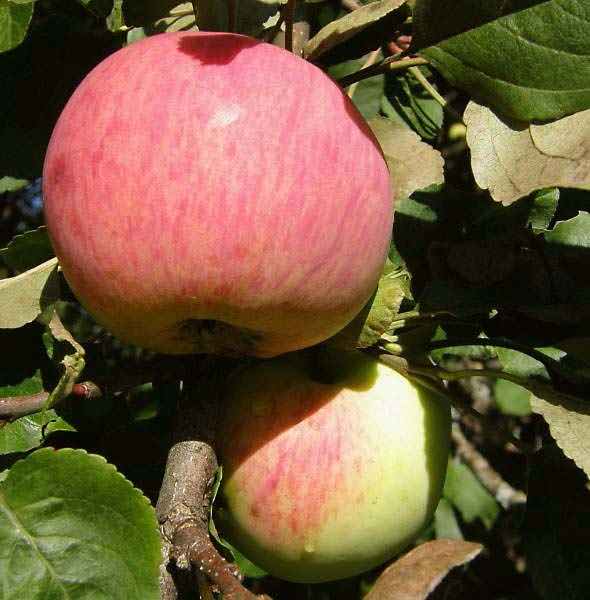 Сорта яблонь для ярославской области: фото, описание, отзывы