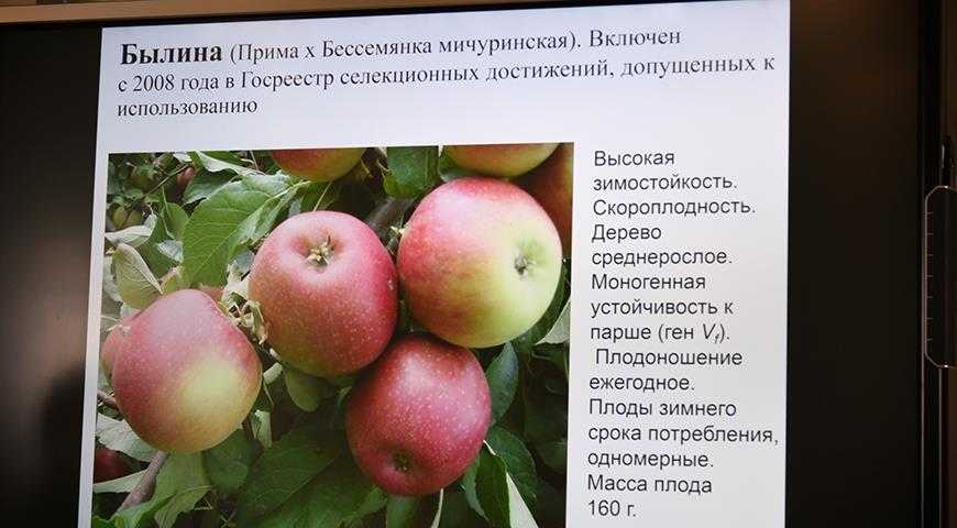 Сорт яблок бессемянка мичуринская