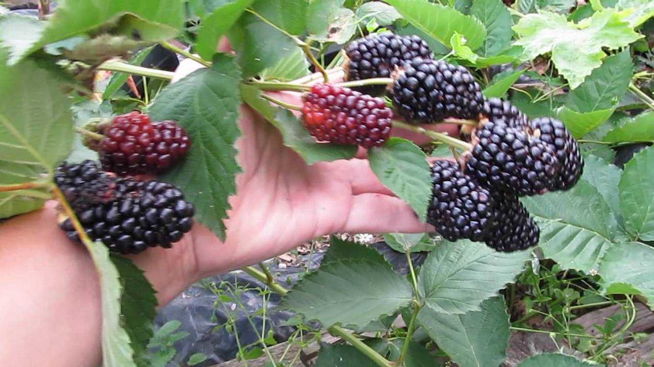 Уход за садовой ежевикой: золотые правила садоводов