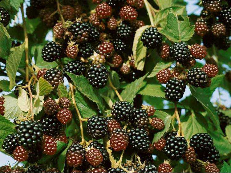 Ежевика газда: отзывы, фото, описание сорта, урожайность, посадка и уход, размножение ягодника