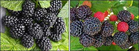 Ежевика садовая: посадка и уход, выращивание, формирование куста