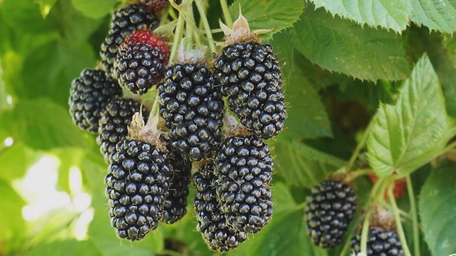 Сорт бесшипной ежевики торнлесс эвергрин (blackberry thornless evergreen) : описание сорта, фото отзывы садоводов
