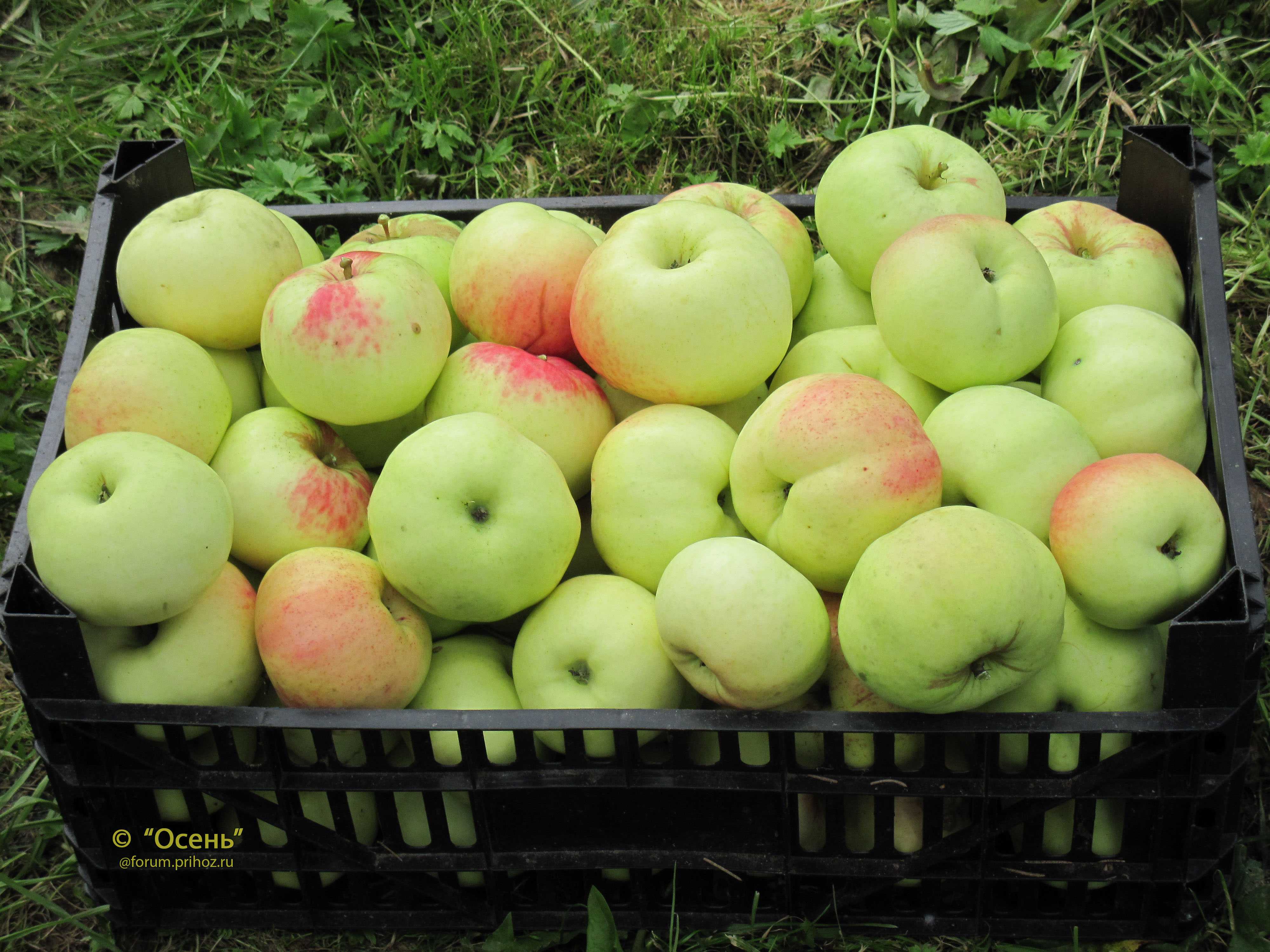 Сорт груши бессемянка: фото, отзывы, описание, характеристики