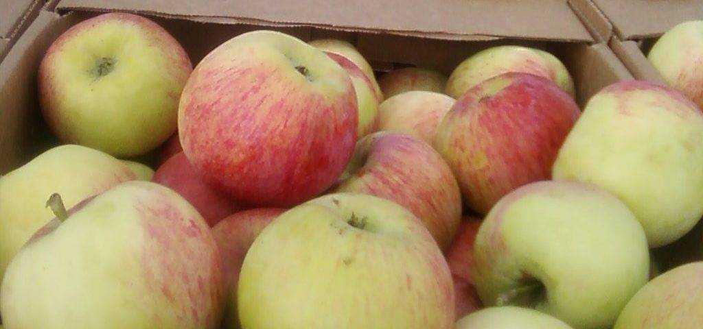 Лучшие сорта яблонь, рекомендованные к посадке на дачах н.н. савельевой, д.б.н. фгбну имени и.в. мичурина