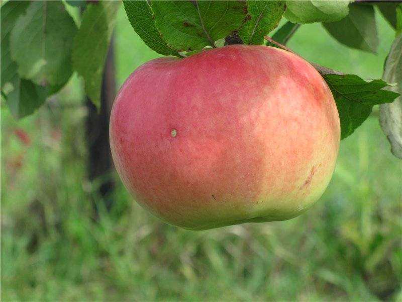 Яблоня память мичурина: описание сорта, фото, отзывы