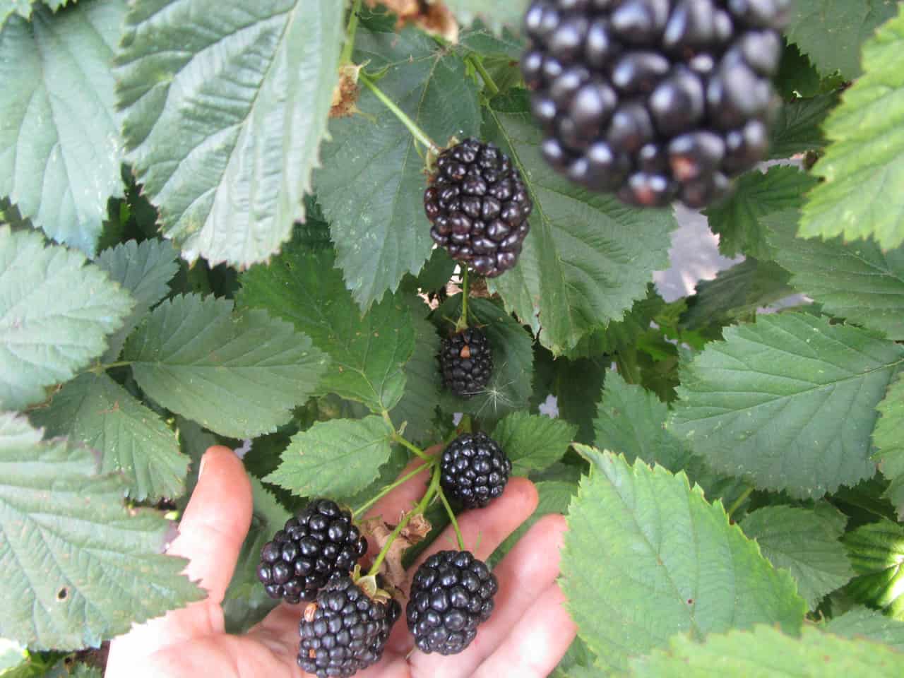 Лучшие сорта ежевики для сибири и правила выращивания для получения хорошего урожая