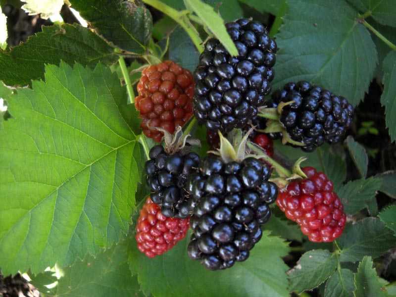 Ежевика Эбони: описание и фото сорта, урожайность, сроки созревания, вкусовые качества Правила посадки и особенности ухода Плюсы и минусы культуры