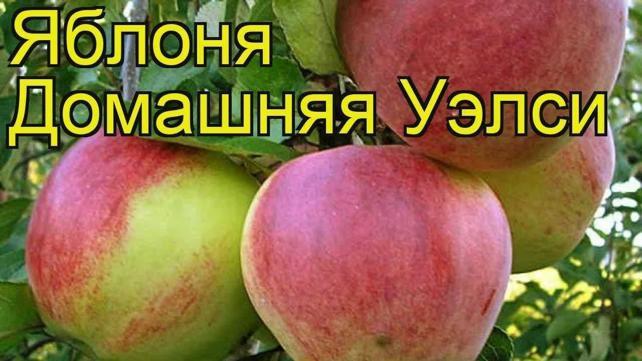 Яблоня бессемянка мичуринская: описание и характеристики сорта с фото