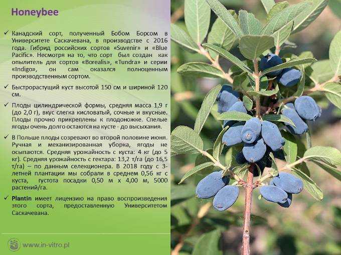 Жимолость: уход осенью, подготовка к зиме