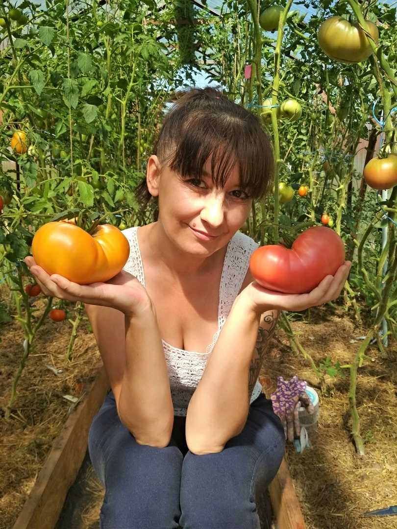 Характеристика и описание сорта томата астраханский
