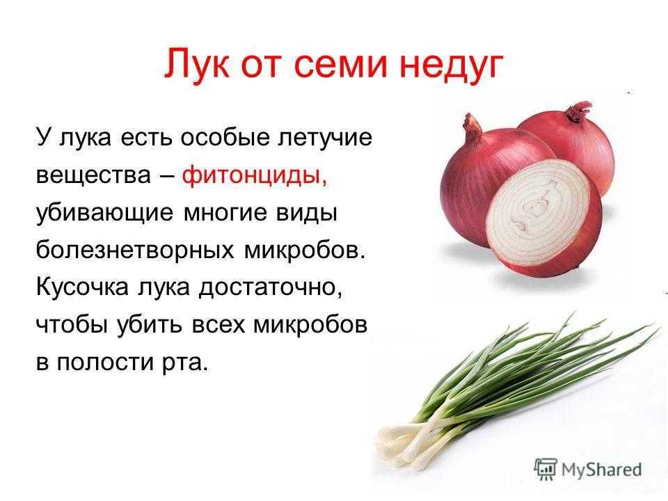 Красный лук - польза и вред для здоровья организма
