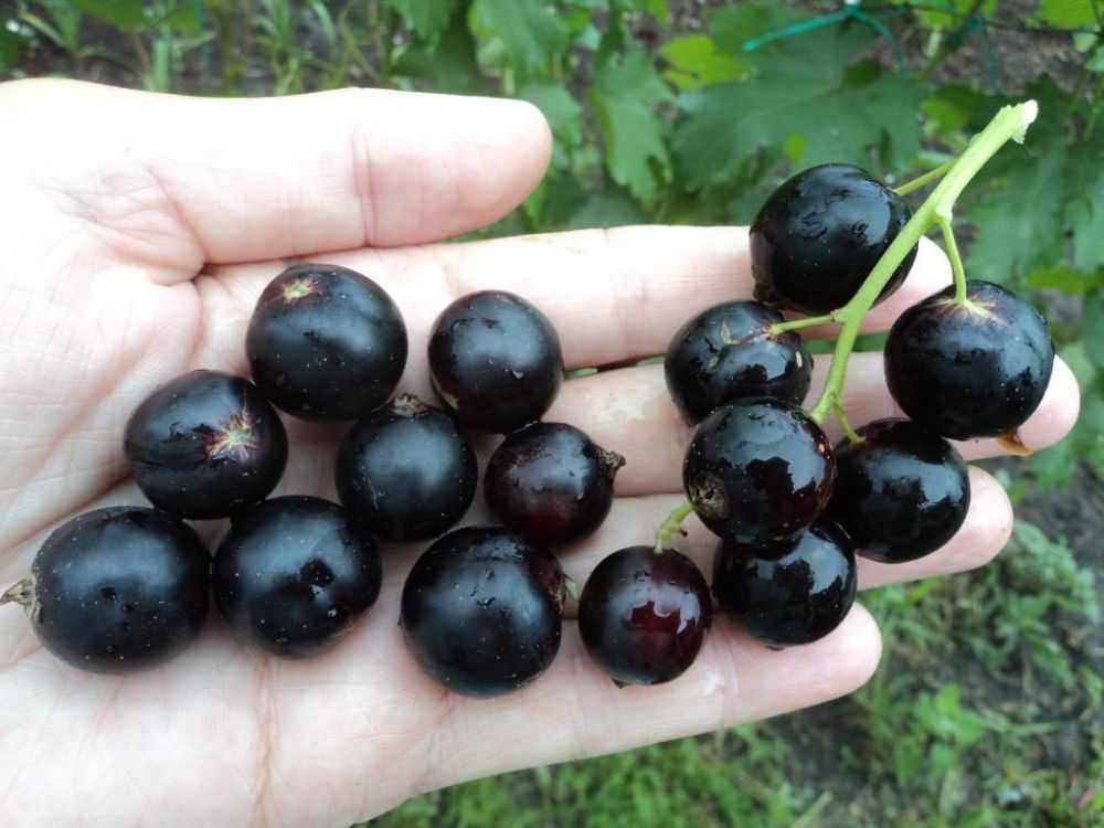 Самые сладкие крупноплодные сорта чёрной смородины