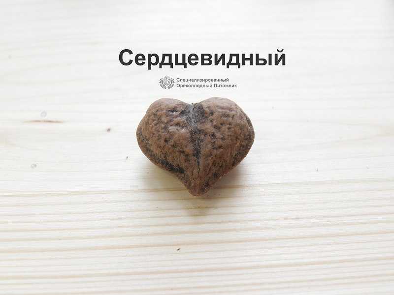 Серый орех