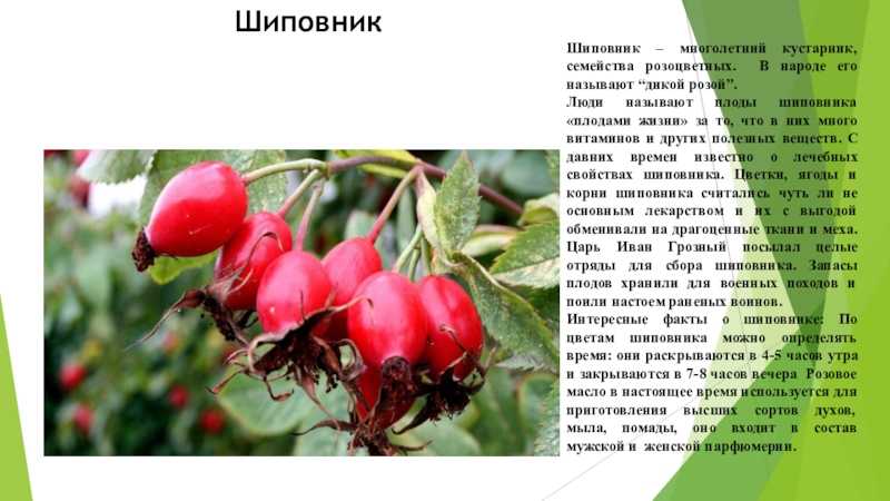 Какими витаминами богат шиповник, в чем его польза, сорта шиповника (видео)