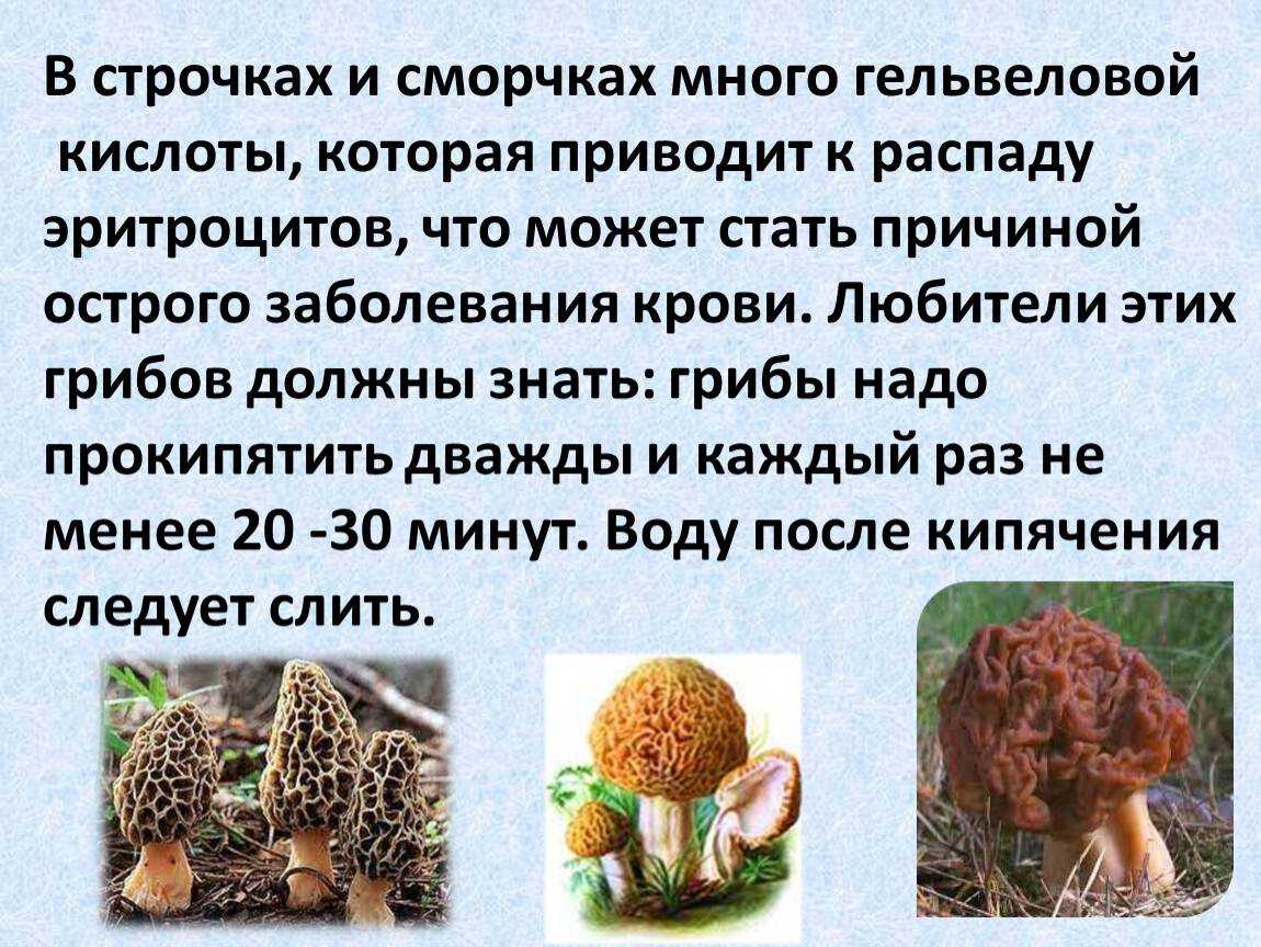Первые грибы сморчки и строчки: как отличить и что приготовить?
