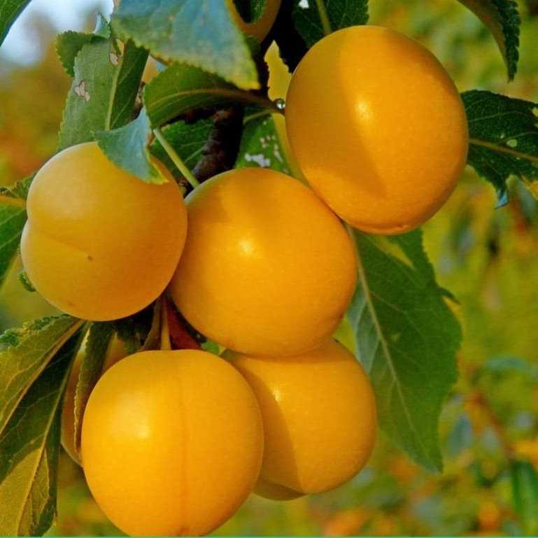 Алыча царская