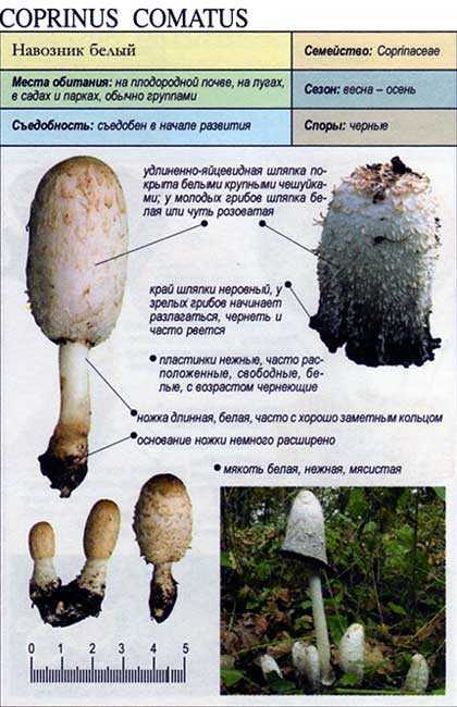Гриб навозник: +24 фото и описание, съедобный или нет? — викигриб