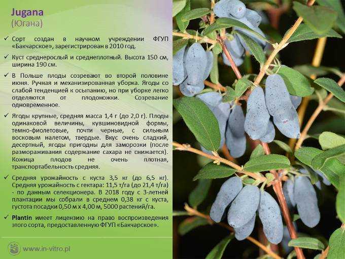 Жимолость японская – обзор лучших сортов и их агротехника