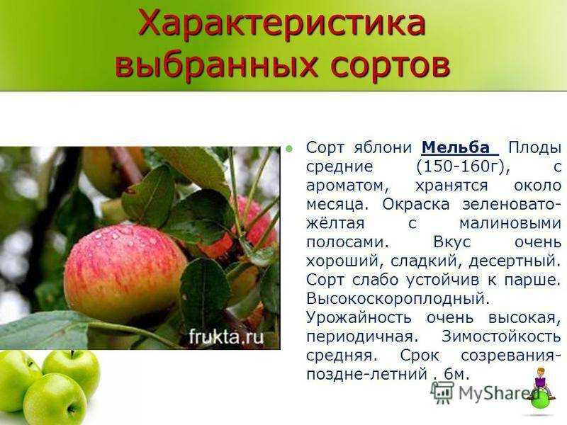 Яблоня янтарное ожерелье: описание колоновидного сорта, отзывы, фото, посадка и уход, выращивание, опылители для дерева, морозостойкость