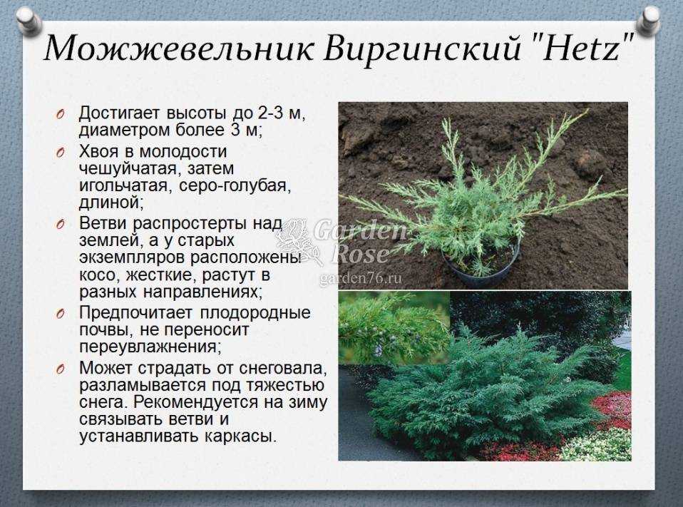Можжевельник Грин Карпет обыкновенный: описание сорта, правила посадки, необходимый уход, отзывы Как формировать и использовать в ландшафтном дизайне стелющиеся можжевельники