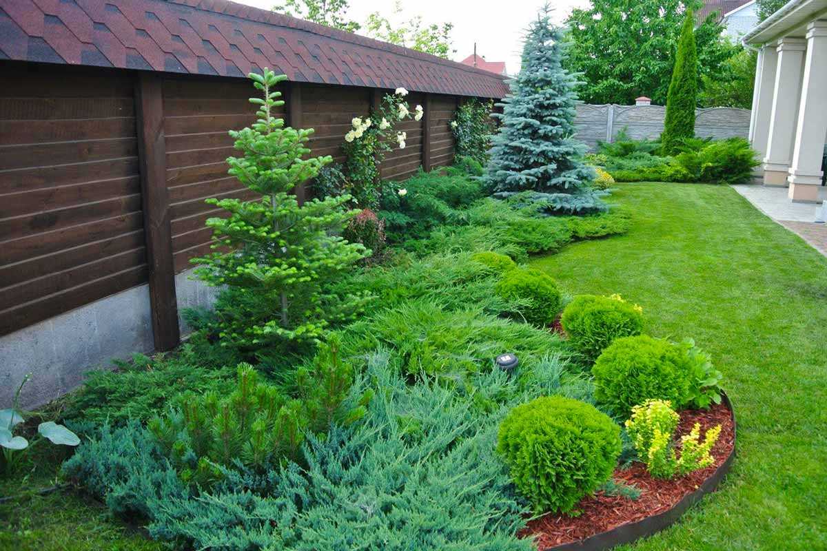 Самые красивые хвойные: 9 деревьев и кустарников для сада