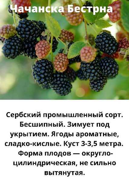 Посадка и уход за садовой ежевикой: 5 золотых правил