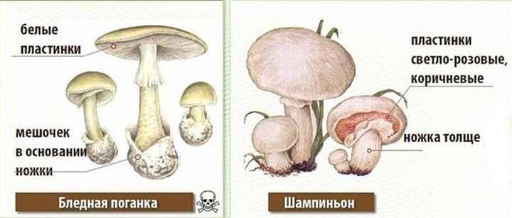 Шампиньон и его опасные двойники: название, фото и описание ложных и ядовитых грибов
