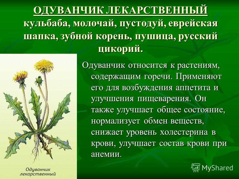 Дикий гость с мадагаскара: вреден или полезен молочай, фото сорняка