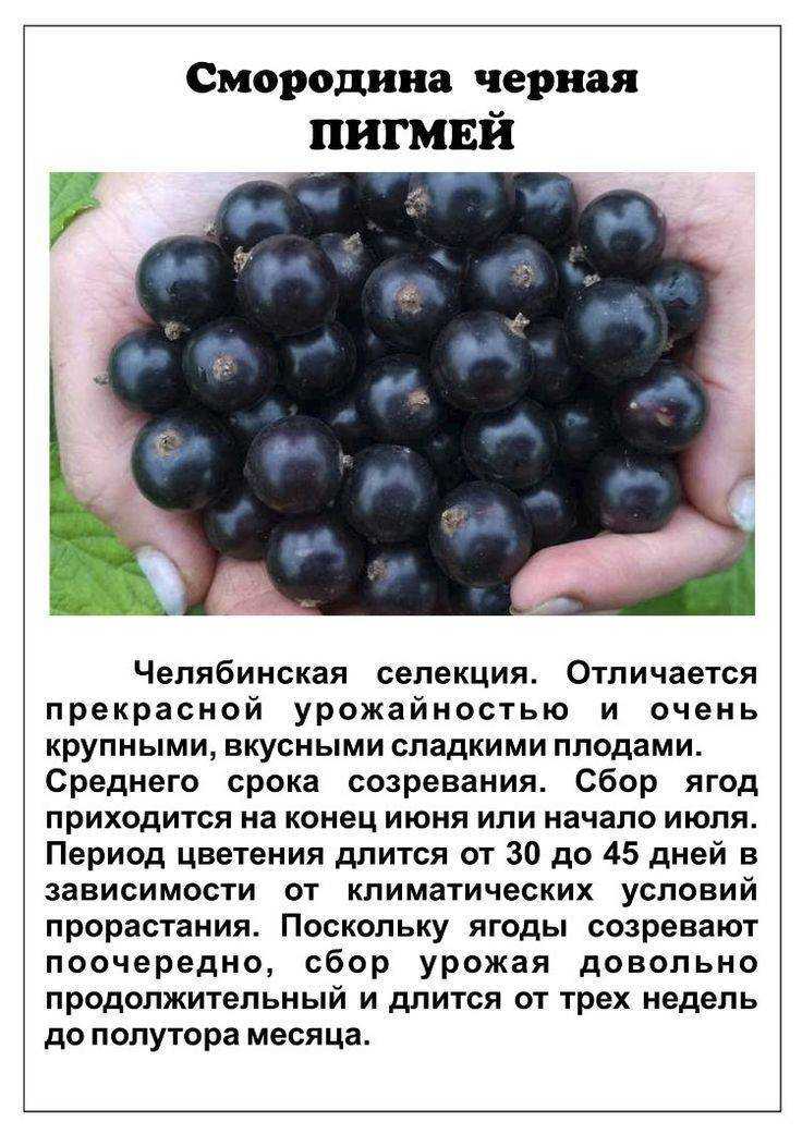 Ранний сорт крупноплодной чёрной смородины чёрный бумер: внешний вид и описание сорта, фото