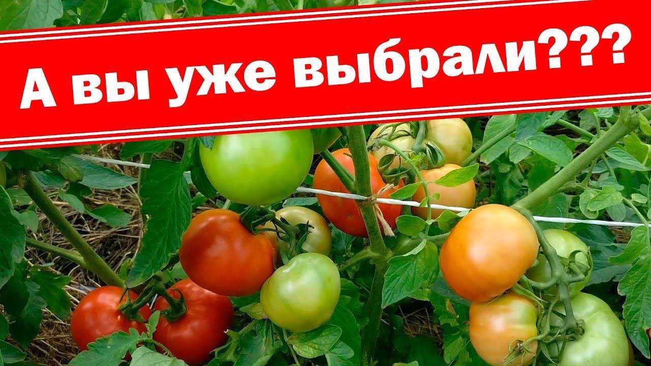 Томат снежный барс: отзывы об урожайности помидоров, характеристика и описание сорта, видео и фото куста в высоту