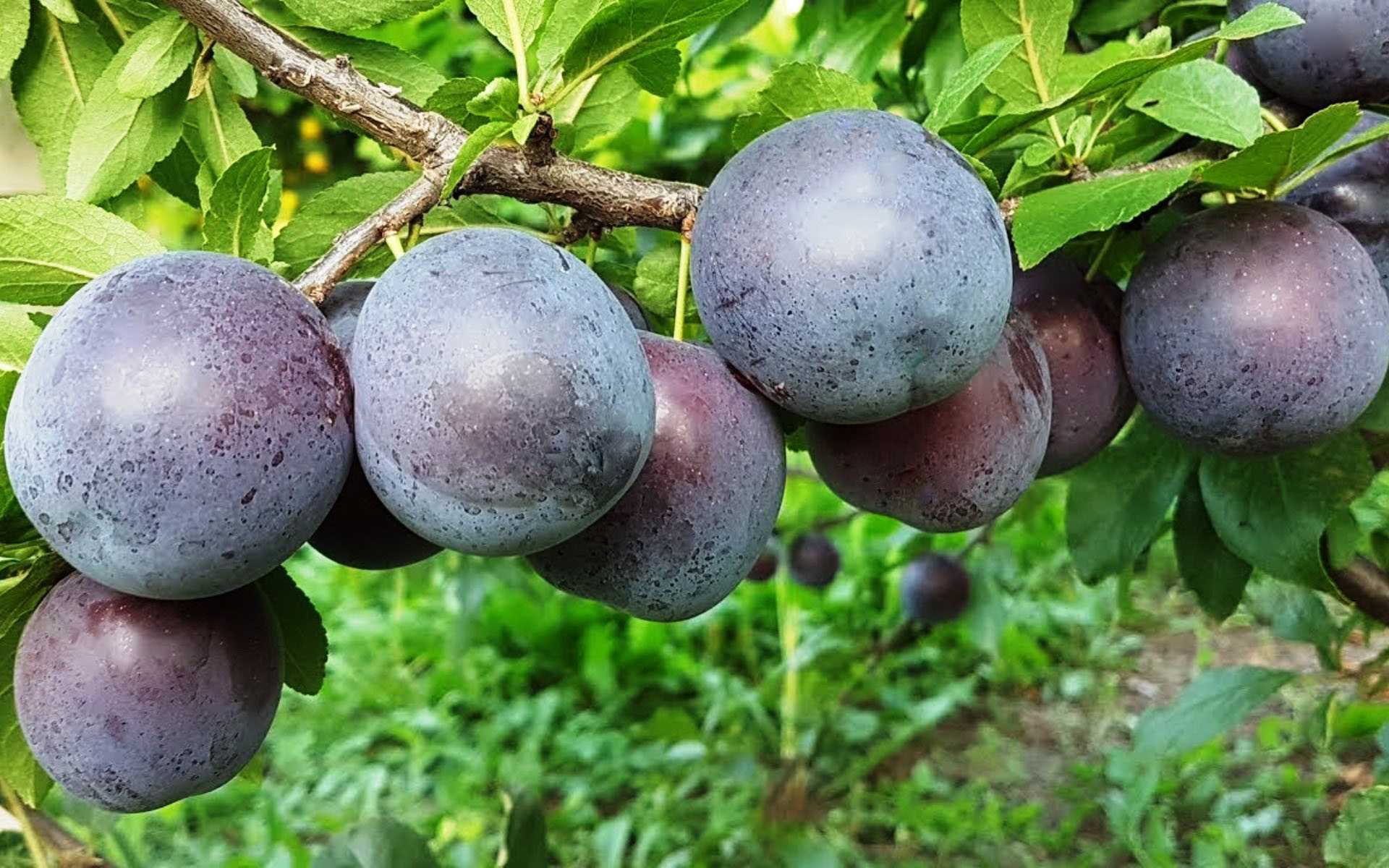Алыча, что это такое, описание фрукта, польза и вред для здоровья