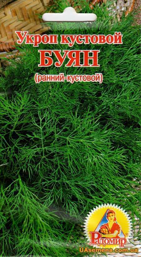 Лучшие сорта укропа