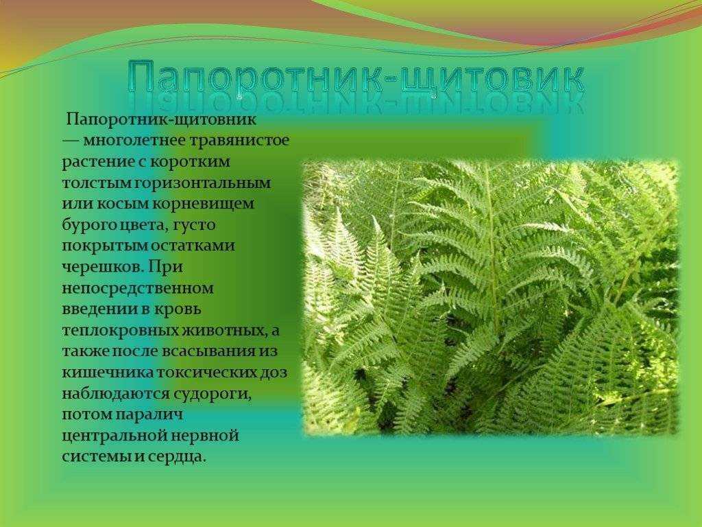 Папоротник орляк: описание и полезные свойства